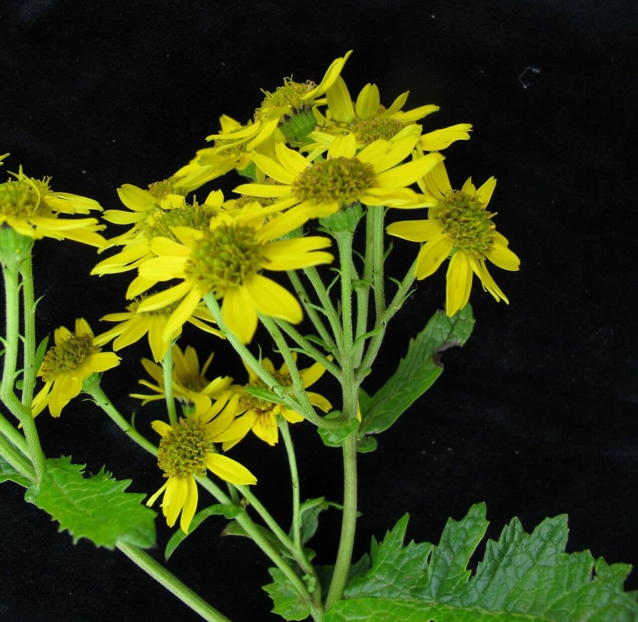 Senecio 2