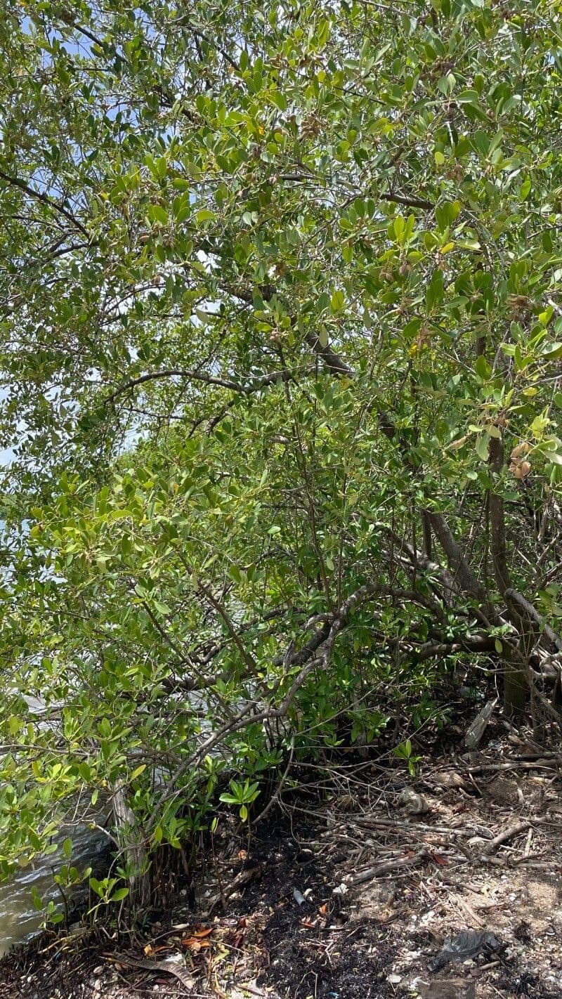 Avicennia schaueriana 4