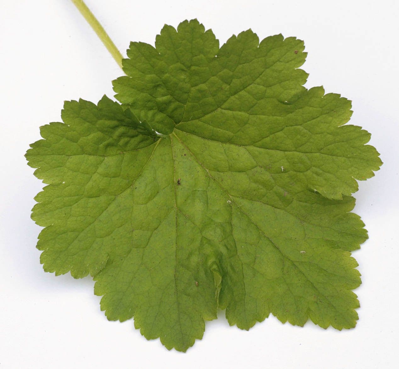 Tellima grandiflora 30
