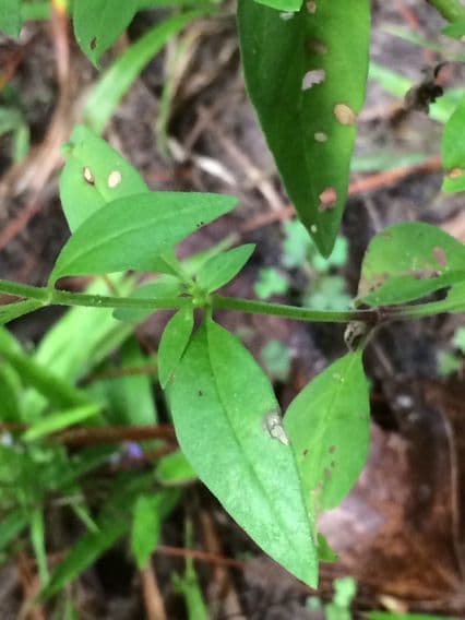 Trichostema Dichotomum 15