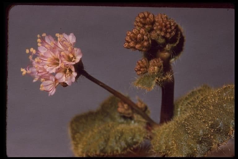 Anulocaulis 12