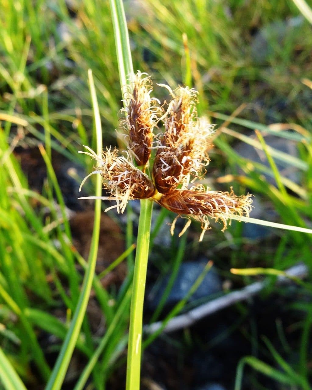 Ostřice subspathacea