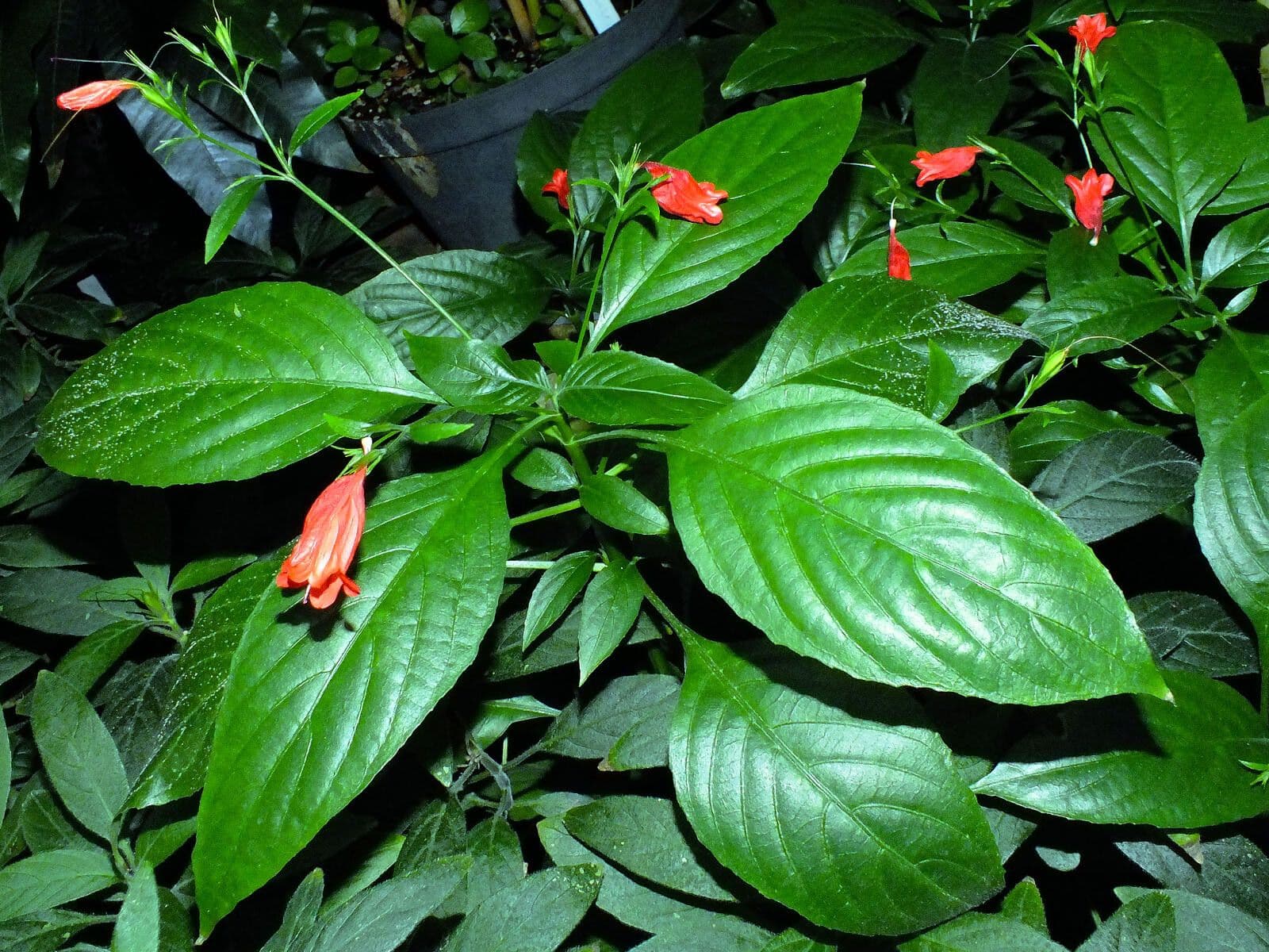 Ruellia brevifolia 6