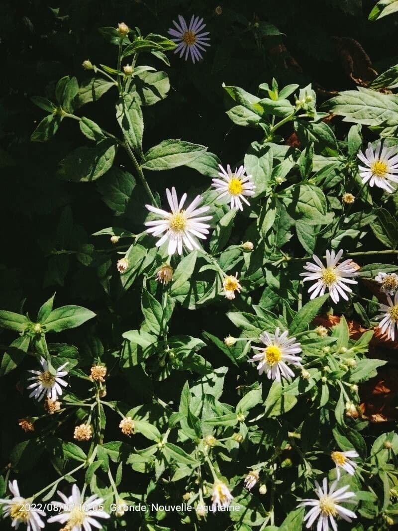 Aster ageratoides 5