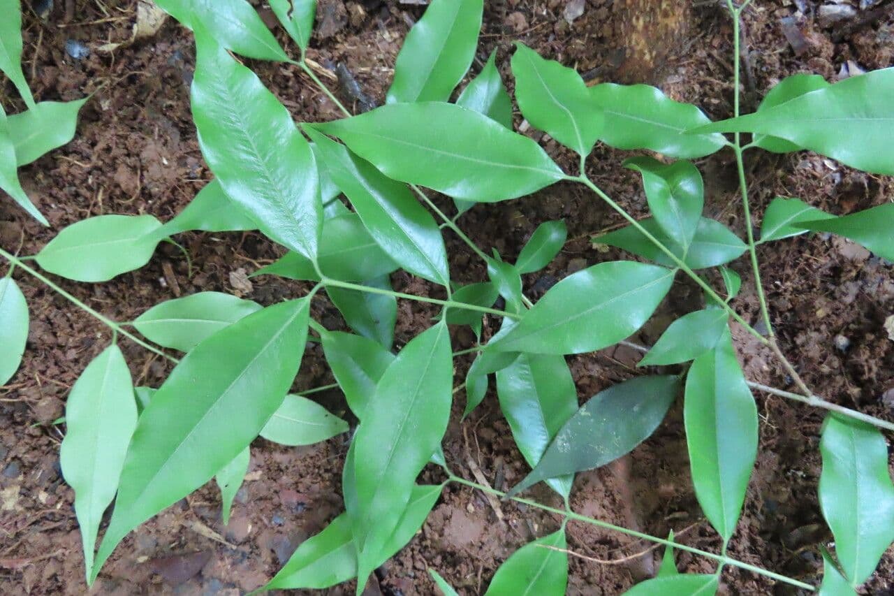 Myrciaria 4