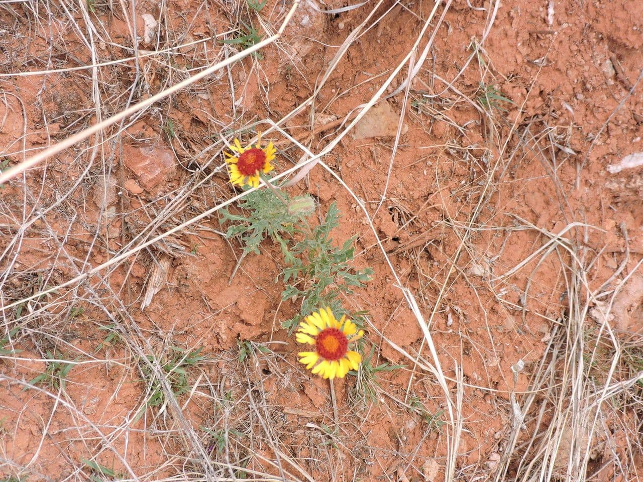 Gaillardia pennatifida 8