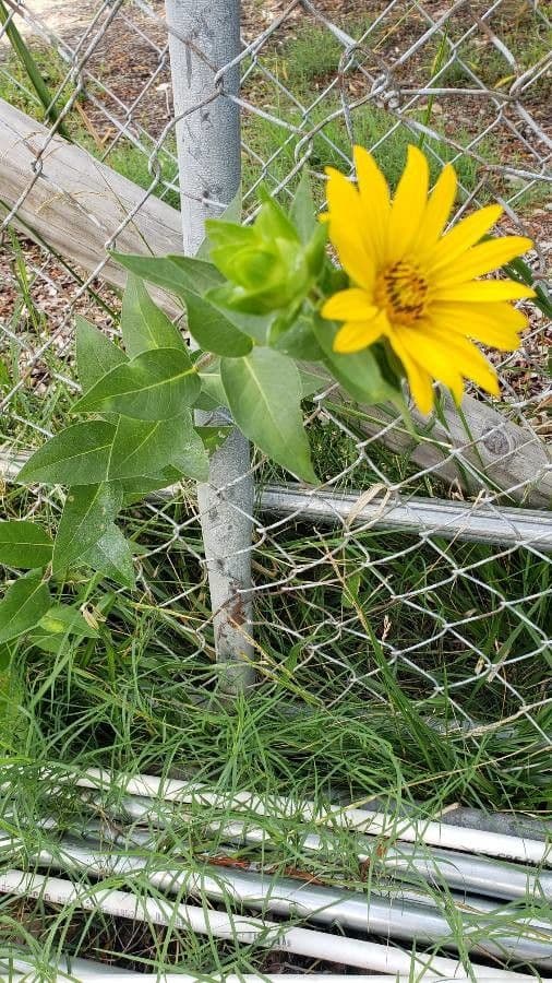 Girasole pauciflora 7