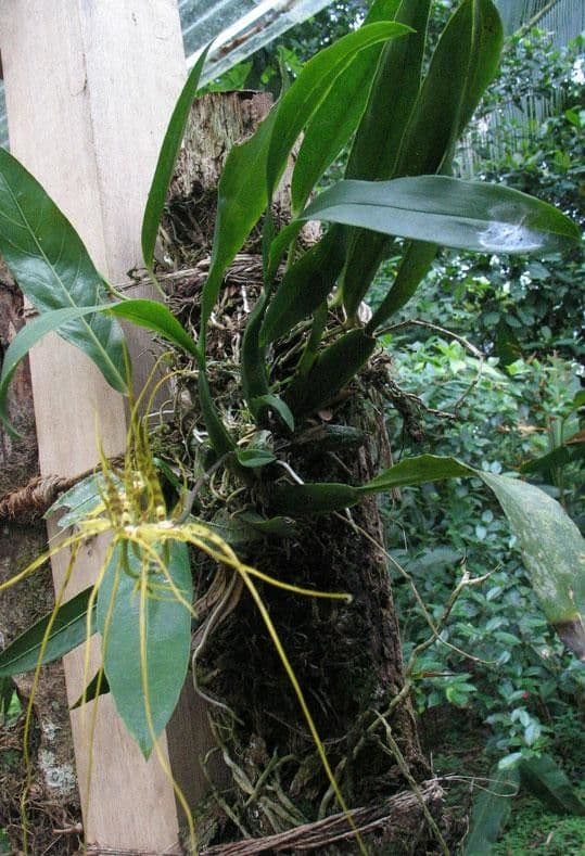 Brassia 7