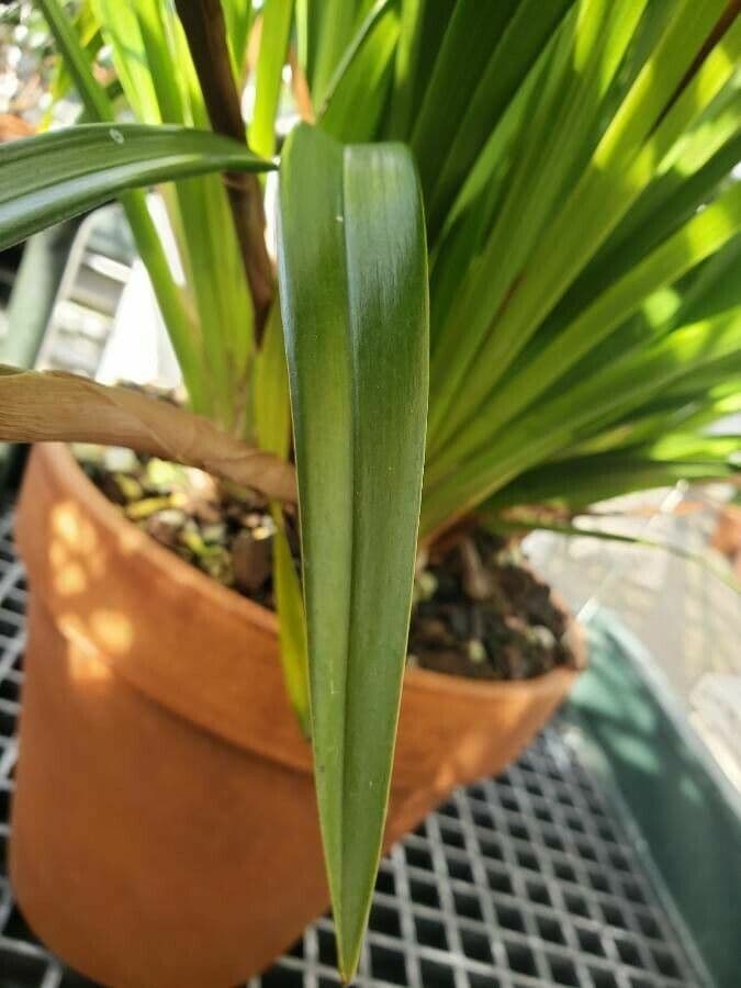 Cymbidium 9
