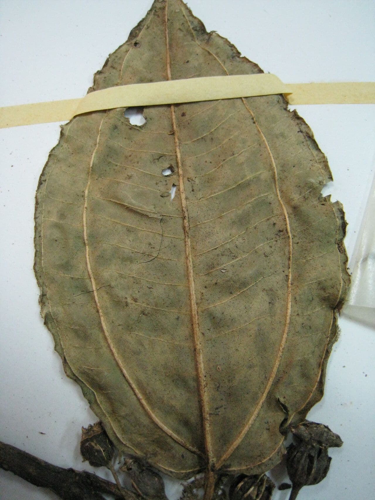 Adelobotrys 25