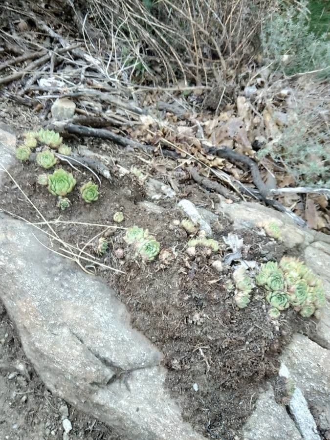 Semprevivo maggiore 30