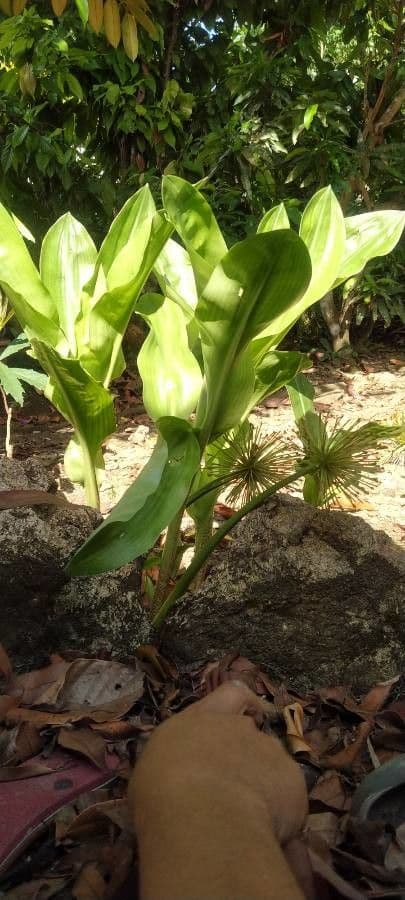 Scadoxus 16