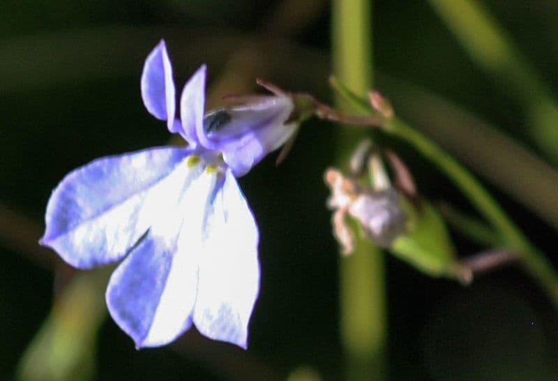 Kalms Glockenblume 3