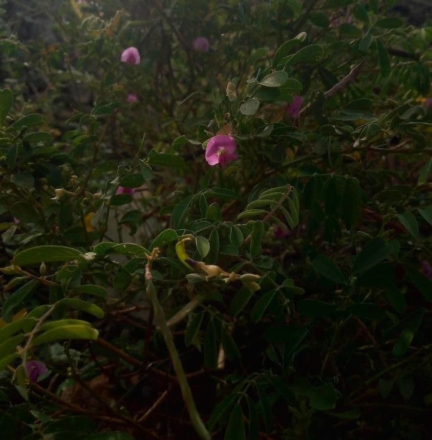 Tephrosia 10