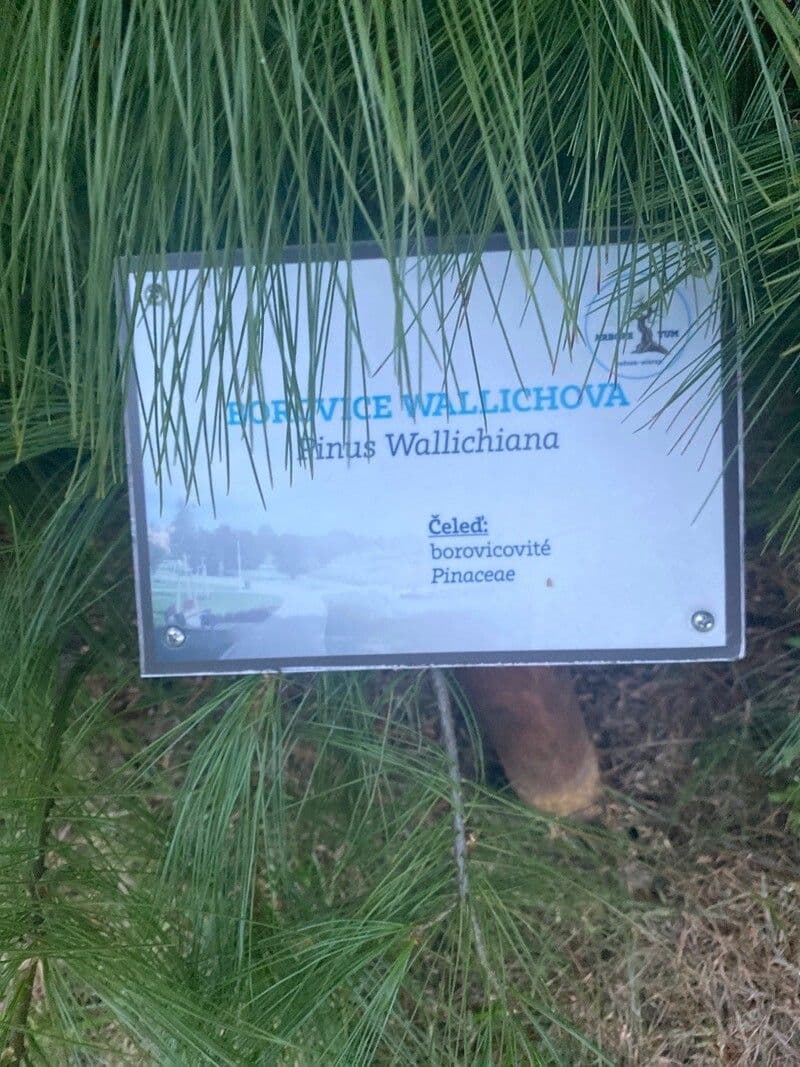 Borovice himalájská 29