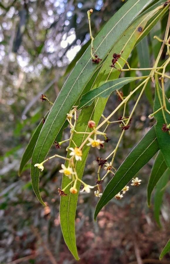Nectandra angustifolia 3