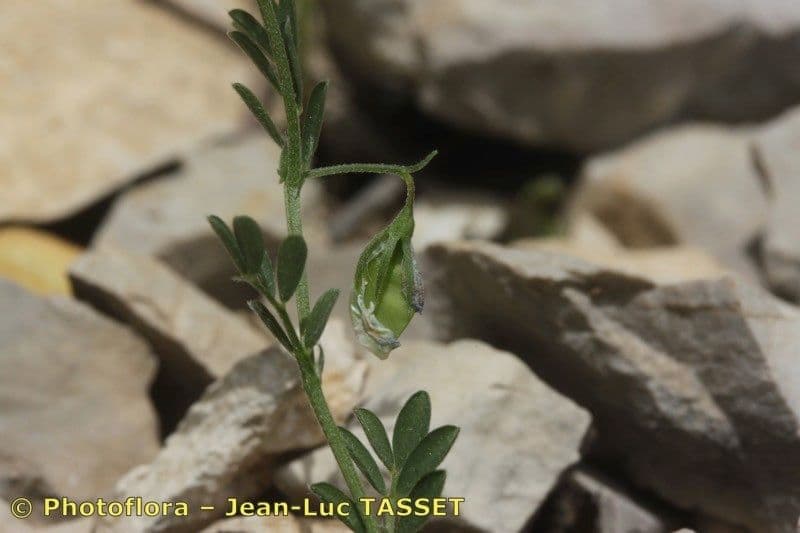 Vesce lenticulaire 5