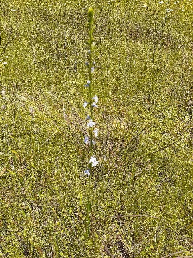 Lobelia spicata 5
