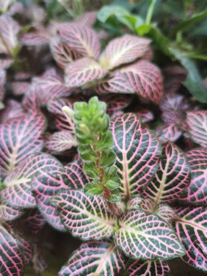 Fittonia