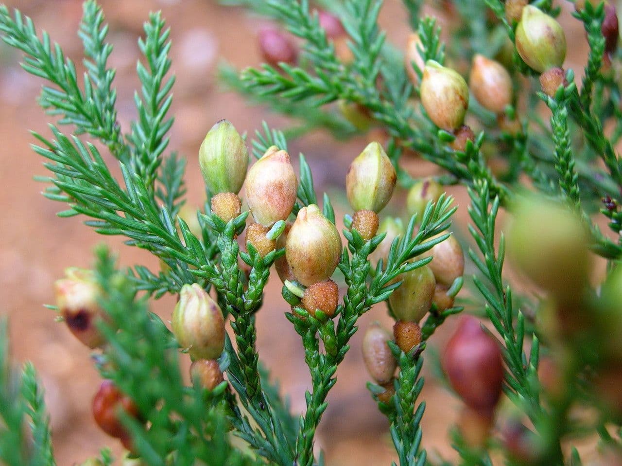 Dacrycarpus 2
