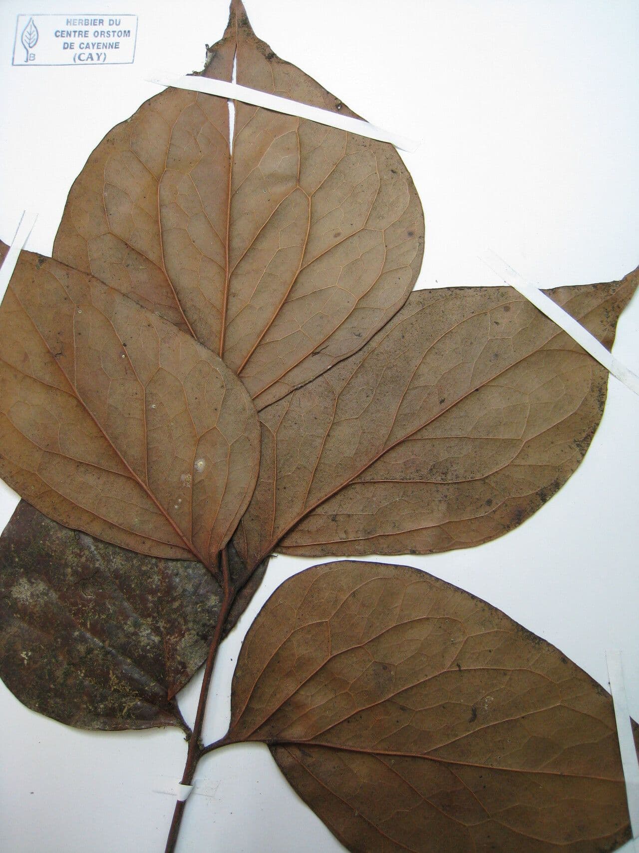 Roupala 11