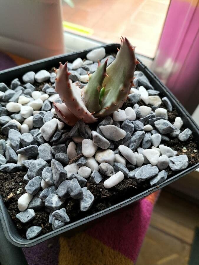 Aloe aculeata 4