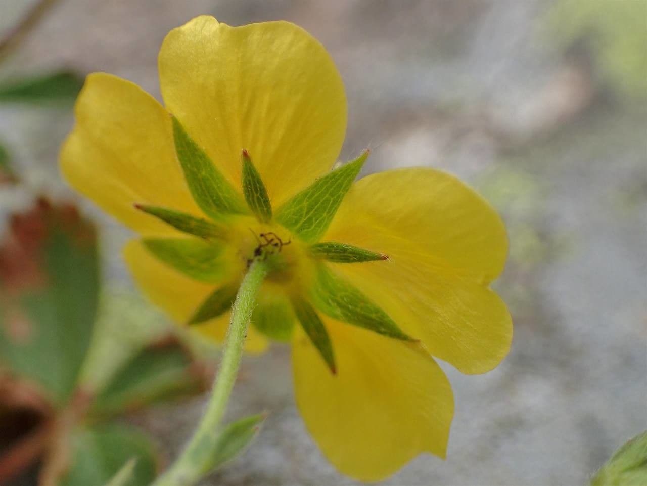 Mochna chladná 3