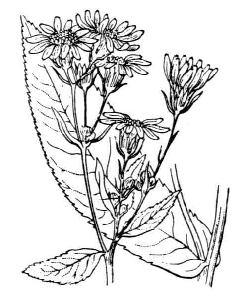 Senecio sarracenico 21