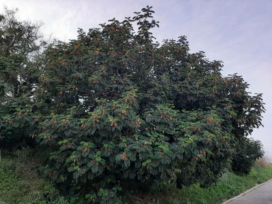 Albizia australiana 15