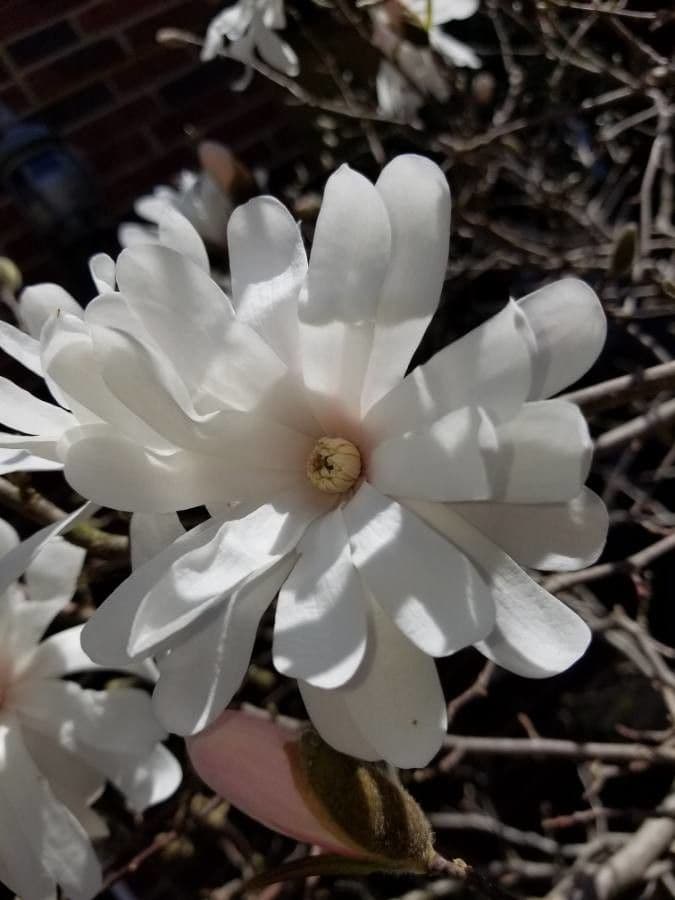 Magnolia stellata 9