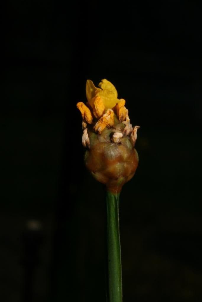Xyris tennesseensis 10