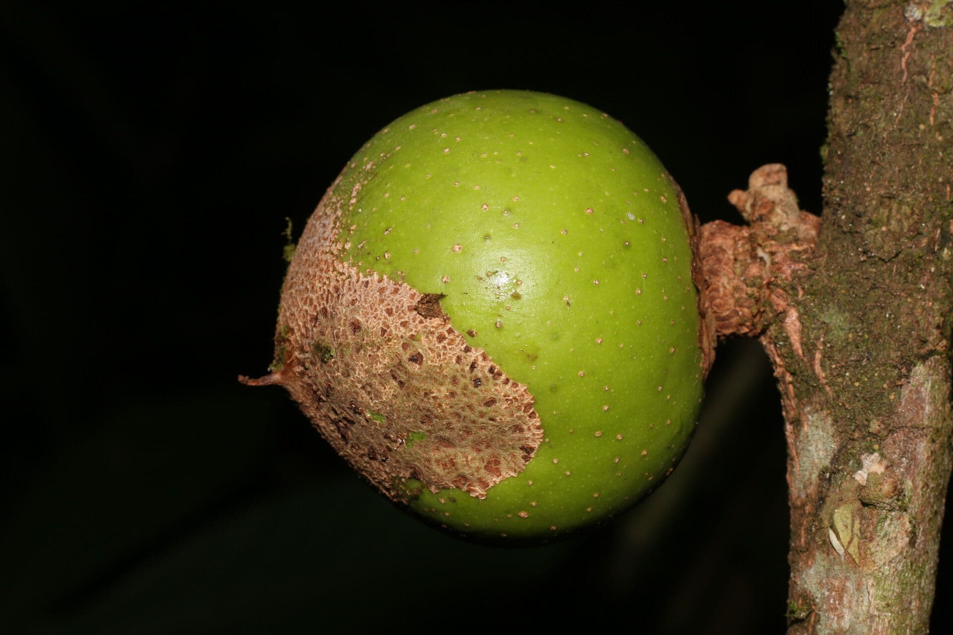 Pouteria 2