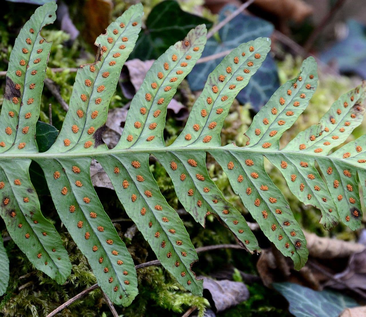 Polypode intermédiaire 7