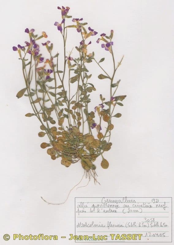 Malcolmia flexuosa 10