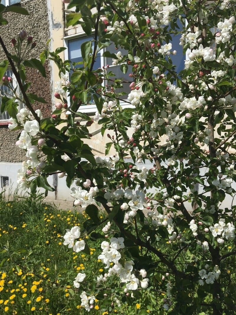 Holzapfel 26