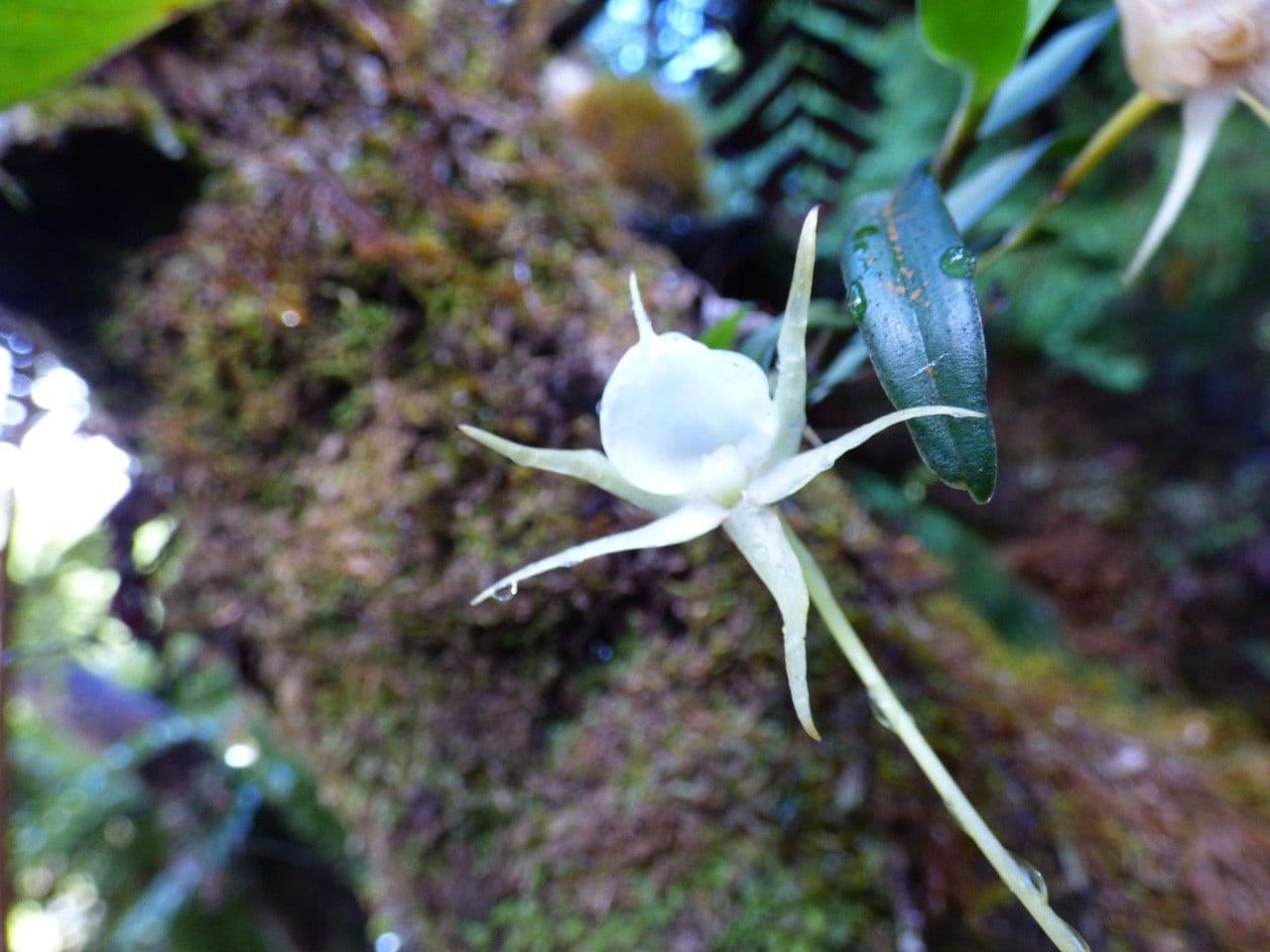 Orchidea 5