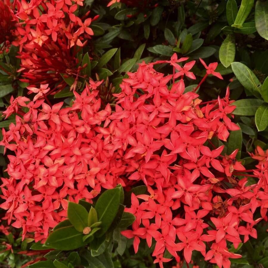 Ixora 8