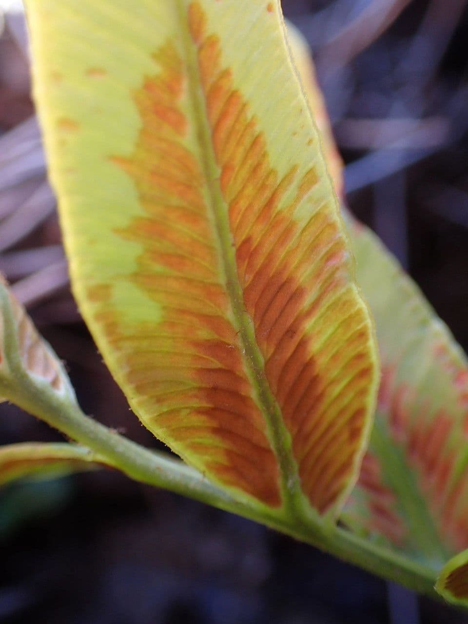 Blechnum 2