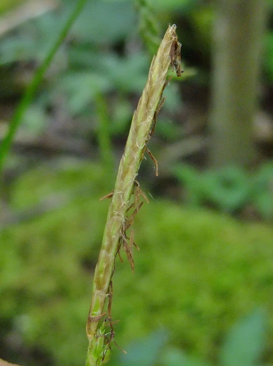 Carice selvatica 5