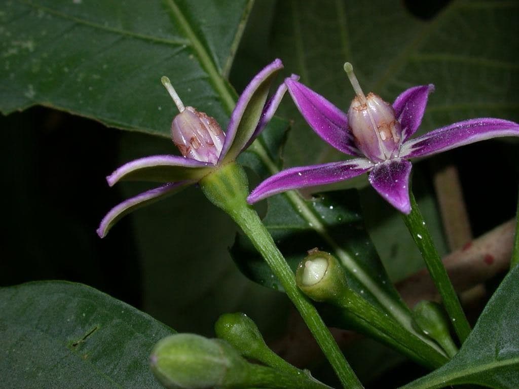 Lycianthes heteroclita 3