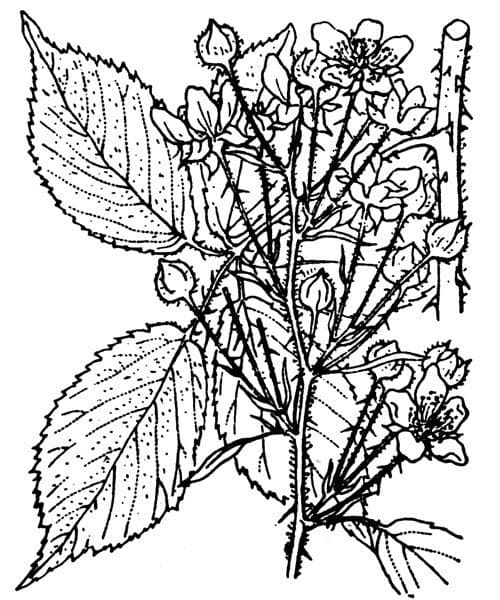 Rovo foglioso 18