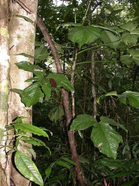 Philodendron 8