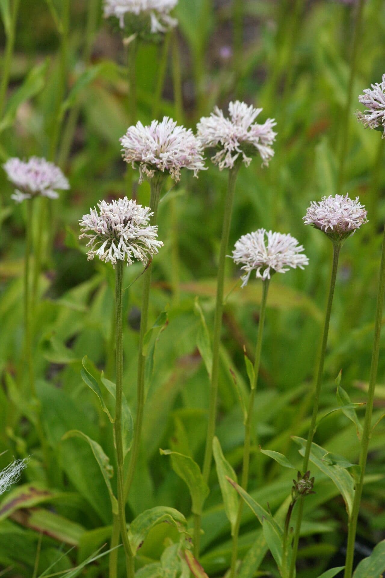 Marshallia