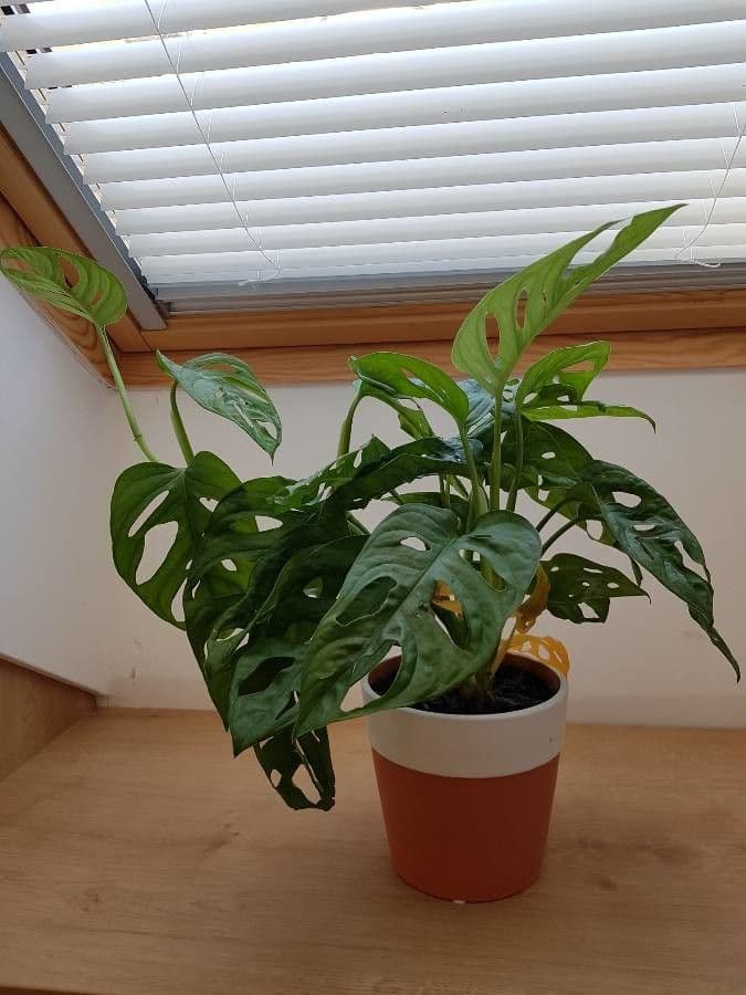 Monstera adansonii 13