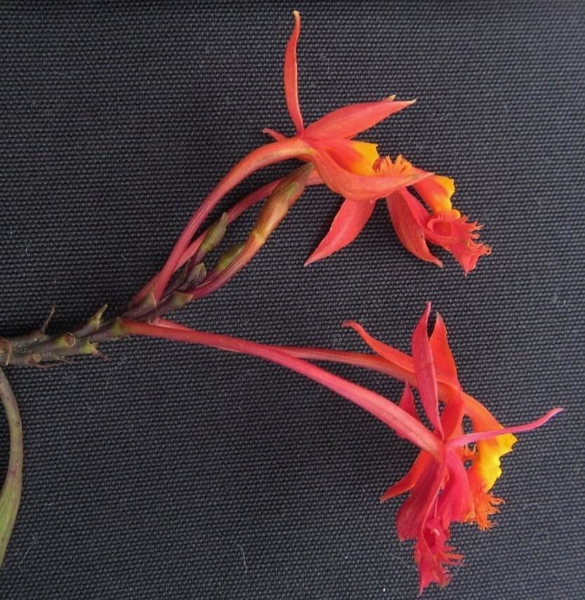 Epidendrum 10