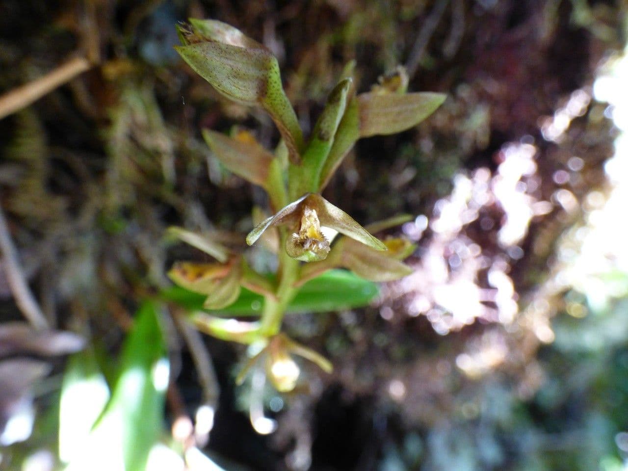 Bulbophyllum 7