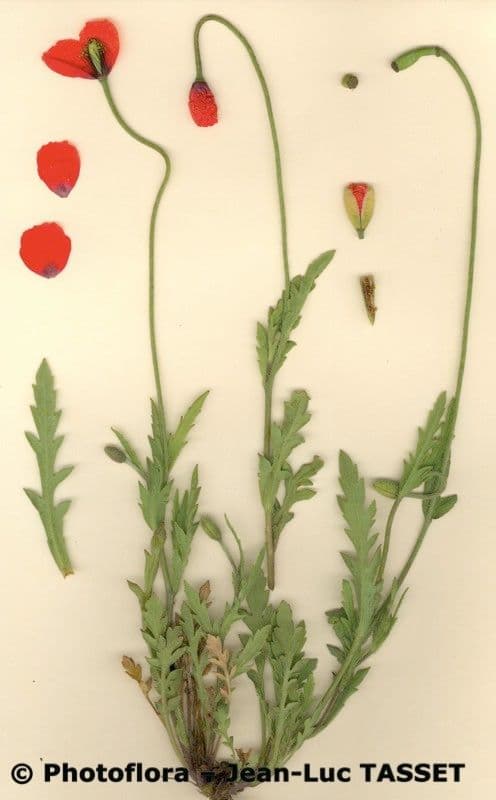 Mittelmeer-Mohn 7