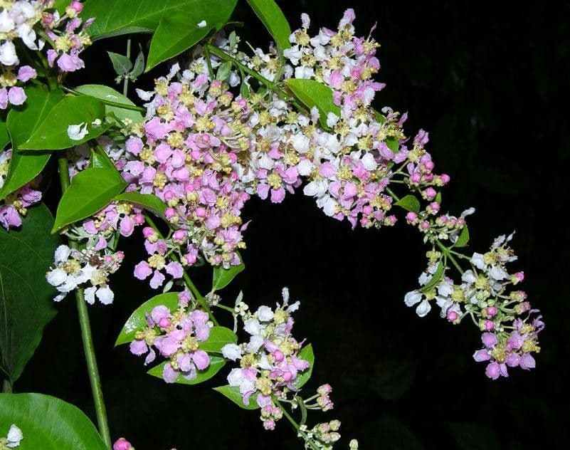 Ayahuasca 4