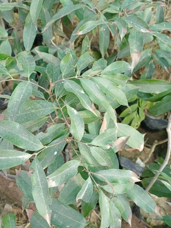 Casearia 3