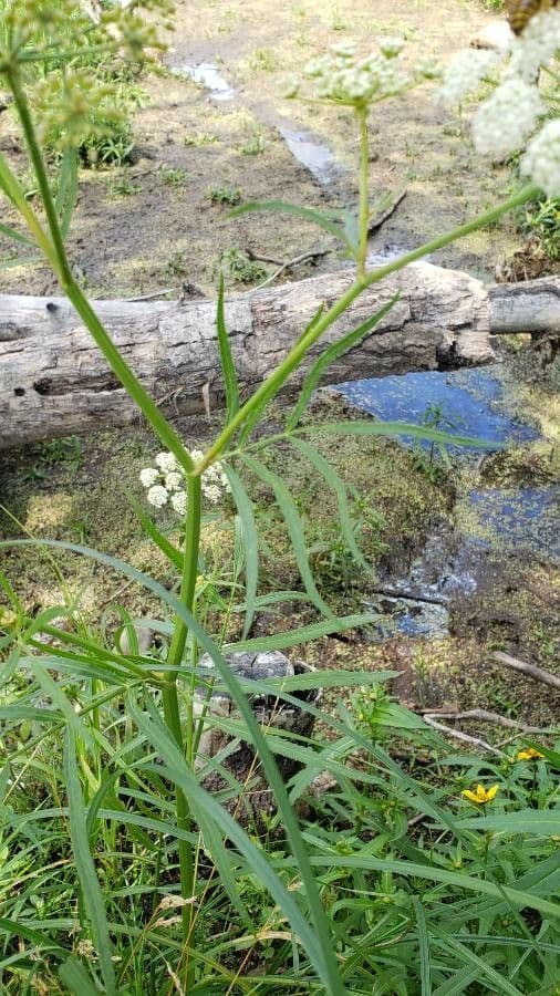 Pastinaca d'acqua 14